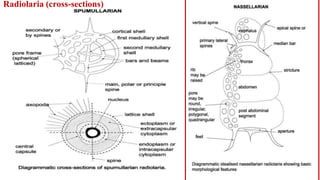Radiolaria (cross-sections)
 