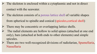  The skeleton is enclosed within a cytoplasmic and not in direct
contact with the seawater.
 The skeleton consists of a porous lattice shell of variable shapes
from spherical to spindle and conical (spicules,cortical shell)
 There may be concentric or overlapping lattice shells.
 The radial elements are hollow to solid spines (attached at one end
only), bars (attached at both ends to other elements) and simple
spicules.
 There are two well-recognized divisions of radiolarian, Spumellaria,
Nassellaria
 