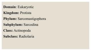 Domain: Eukaryotic
Kingdom: Protista
Phylum: Sarcomastigophora
Subphylum: Sarcodina
Class: Actinopoda
Subclass: Radiolaria
 