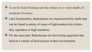 It can be found floating near the surface or at water depths of
hundreds of metres.
 Like Foraminifera, Radiolarians are characterized by shells that
can be found in plenty of zones of high productivity (where
they reproduce in high numbers).
 For the most part, Radiolarians are free-living organisms that
feed on a variety of food sources in their environment.
 