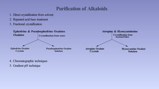 Purification of Alkaloids
4. Chromatographic techniques
5. Gradient pH technique
Crystallization from water
Ephedrine Oxalate
Crystals
Pseudoephedrine Oxalate
Solution
1. Direct crystallization from solvent
2. Repeated acid base treatment
3. Fractional crystallization
Ephedrine & Pseudoephedrine Oxalates Atropine & Hyoscyamineine
Oxalates Crystallization from
Acetone/Ether
Atropine Oxalate
Crystals
Hyoscyamine Oxalate
Solution
 