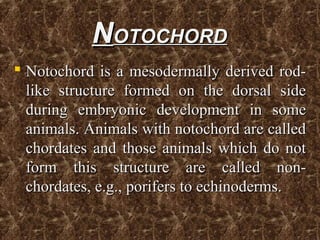 NNOTOCHORDOTOCHORD
 Notochord is a mesodermally derived rod-Notochord is a mesodermally derived rod-
like structure formed on the dorsal sidelike structure formed on the dorsal side
during embryonic development in someduring embryonic development in some
animals. Animals with notochord are calledanimals. Animals with notochord are called
chordates and those animals which do notchordates and those animals which do not
form this structure are called non-form this structure are called non-
chordates, e.g., porifers to echinoderms.chordates, e.g., porifers to echinoderms.
 