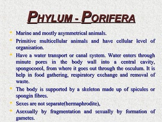 PPHYLUM -HYLUM - PPORIFERAORIFERA
 Marine and mostly asymmetrical animals.Marine and mostly asymmetrical animals.
 Primitive multicellular animals and have cellular level ofPrimitive multicellular animals and have cellular level of
organisation.organisation.
 Have a water transport or canal system. Water enters throughHave a water transport or canal system. Water enters through
minute pores in the body wall into a central cavity,minute pores in the body wall into a central cavity,
spongocoeol, from where it goes out through the osculum. It isspongocoeol, from where it goes out through the osculum. It is
help in food gathering, respiratory exchange and removal ofhelp in food gathering, respiratory exchange and removal of
waste.waste.
 The body is supported by a skeleton made up of spicules orThe body is supported by a skeleton made up of spicules or
spongin fibres.spongin fibres.
 Sexes are not separate(hermaphrodite),Sexes are not separate(hermaphrodite),
 Asexually by fragmentation and sexually by formation ofAsexually by fragmentation and sexually by formation of
gametes.gametes.
 