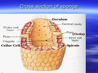 Cross section of spongeCross section of sponge
 