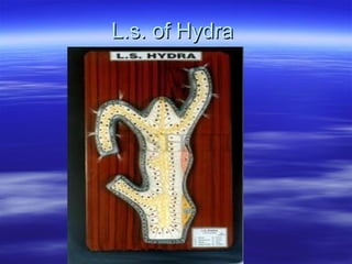 L.s. of HydraL.s. of Hydra
 