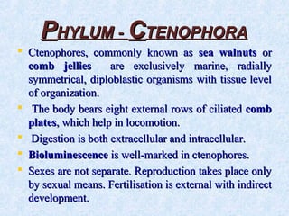PPHYLUM -HYLUM - CCTENOPHORATENOPHORA
 Ctenophores, commonly known asCtenophores, commonly known as sea walnutssea walnuts oror
comb jelliescomb jellies are exclusively marine, radiallyare exclusively marine, radially
symmetrical, diploblastic organisms with tissue levelsymmetrical, diploblastic organisms with tissue level
of organization.of organization.
 The body bears eight external rows of ciliatedThe body bears eight external rows of ciliated combcomb
platesplates, which help in locomotion., which help in locomotion.
 Digestion is both extracellular and intracellular.Digestion is both extracellular and intracellular.
 BioluminescenceBioluminescence is well-marked in ctenophores.is well-marked in ctenophores.
 Sexes are not separate. Reproduction takes place onlySexes are not separate. Reproduction takes place only
by sexual means. Fertilisation is external with indirectby sexual means. Fertilisation is external with indirect
development.development.
 