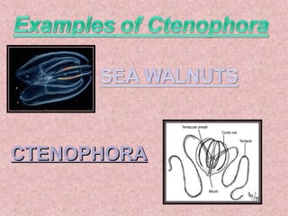 CTENOPHORACTENOPHORA
 