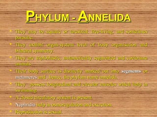 PPHYLUM -HYLUM - AANNELIDANNELIDA
 They may be aquatic or terestrial; free-living, and sometimesThey may be aquatic or terestrial; free-living, and sometimes
parasitic.parasitic.
 They exhibit organ-system level of body organisation andThey exhibit organ-system level of body organisation and
bilateral symmetry.bilateral symmetry.
 They are triploblastic, metamerically segmented and coelomateThey are triploblastic, metamerically segmented and coelomate
animals.animals.
 Their body surface is distinctly marked out intoTheir body surface is distinctly marked out into segmentssegments oror
metameresmetameres and , hence, the phylum name annelida.and , hence, the phylum name annelida.
 They possess longitudinal and circular muscles which help inThey possess longitudinal and circular muscles which help in
swimming.swimming.
 A closed circulatory system is present.A closed circulatory system is present.
 NephridiaNephridia help in osmoregulation and excretion.help in osmoregulation and excretion.
 Reproduction is sexual.Reproduction is sexual.
 