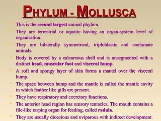 PPHYLUM -HYLUM - MMOLLUSCAOLLUSCA
 This is theThis is the second largestsecond largest animal phylum.animal phylum.
 They are terrestrial or aquatic having an organ-system level ofThey are terrestrial or aquatic having an organ-system level of
organisation.organisation.
 They are bilaterally symmetrical, triploblastic and coelomateThey are bilaterally symmetrical, triploblastic and coelomate
animals.animals.
 Body is covered by a calcareous shell and is unsegmented with aBody is covered by a calcareous shell and is unsegmented with a
distinctdistinct headhead,, muscular footmuscular foot andand visceral humpvisceral hump..
 A soft and spongy layer of skin forms a mantel over the visceralA soft and spongy layer of skin forms a mantel over the visceral
hump.hump.
 The space between hump and the mantle is called the mantle cavityThe space between hump and the mantle is called the mantle cavity
in which feather like gills are present.in which feather like gills are present.
 They have respiratory and excretory functions.They have respiratory and excretory functions.
 The anterior head region has sensory tentacles. The mouth contains aThe anterior head region has sensory tentacles. The mouth contains a
file-like rasping organ for feeding, calledfile-like rasping organ for feeding, called radularadula..
 They are usually dioecious and oviparous with indirect developmentThey are usually dioecious and oviparous with indirect development..
 