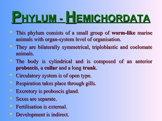 PPHYLUM -HYLUM - HHEMICHORDATAEMICHORDATA
 This phylum consists of a small group ofThis phylum consists of a small group of worm-likeworm-like marinemarine
animals with organ-system level of organisation.animals with organ-system level of organisation.
 They are bilaterally symmetrical, triploblastic and coelomateThey are bilaterally symmetrical, triploblastic and coelomate
animals.animals.
 The body is cylindrical and is composed of an anteriorThe body is cylindrical and is composed of an anterior
proboscisproboscis, a, a collarcollar and a longand a long trunktrunk..
 Circulatory system is of open type.Circulatory system is of open type.
 Respiration takes place through gills.Respiration takes place through gills.
 Excretory is proboscis gland.Excretory is proboscis gland.
 Sexes are separate.Sexes are separate.
 Fertilisation is external.Fertilisation is external.
 Development is indirect.Development is indirect.
 