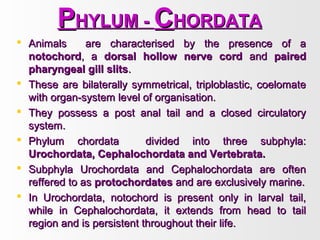 PPHYLUM -HYLUM - CCHORDATAHORDATA
 Animals are characterised by the presence of aAnimals are characterised by the presence of a
notochordnotochord, a, a dorsal hollow nerve corddorsal hollow nerve cord andand pairedpaired
pharyngeal gill slitspharyngeal gill slits..
 These are bilaterally symmetrical, triploblastic, coelomateThese are bilaterally symmetrical, triploblastic, coelomate
with organ-system level of organisation.with organ-system level of organisation.
 They possess a post anal tail and a closed circulatoryThey possess a post anal tail and a closed circulatory
system.system.
 Phylum chordata divided into three subphyla:Phylum chordata divided into three subphyla:
Urochordata, Cephalochordata and Vertebrata.Urochordata, Cephalochordata and Vertebrata.
 Subphyla Urochordata and Cephalochordata are oftenSubphyla Urochordata and Cephalochordata are often
reffered to asreffered to as protochordatesprotochordates and are exclusively marine.and are exclusively marine.
 In Urochordata, notochord is present only in larval tail,In Urochordata, notochord is present only in larval tail,
while in Cephalochordata, it extends from head to tailwhile in Cephalochordata, it extends from head to tail
region and is persistent throughout their life.region and is persistent throughout their life.
 