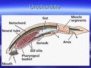 UrochordateUrochordate
 