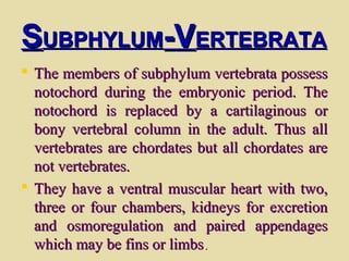 SSUBPHYLUMUBPHYLUM-V-VERTEBRATAERTEBRATA
 The members of subphylum vertebrata possessThe members of subphylum vertebrata possess
notochord during the embryonic period. Thenotochord during the embryonic period. The
notochord is replaced by a cartilaginous ornotochord is replaced by a cartilaginous or
bony vertebral column in the adult. Thus allbony vertebral column in the adult. Thus all
vertebrates are chordates but all chordates arevertebrates are chordates but all chordates are
not vertebrates.not vertebrates.
 They have a ventral muscular heart with two,They have a ventral muscular heart with two,
three or four chambers, kidneys for excretionthree or four chambers, kidneys for excretion
and osmoregulation and paired appendagesand osmoregulation and paired appendages
which may be fins or limbswhich may be fins or limbs..
 