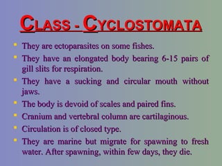 CCLASS -LASS - CCYCLOSTOMATAYCLOSTOMATA
 They are ectoparasites on some fishes.They are ectoparasites on some fishes.
 They have an elongated body bearing 6-15 pairs ofThey have an elongated body bearing 6-15 pairs of
gill slits for respiration.gill slits for respiration.
 They have a sucking and circular mouth withoutThey have a sucking and circular mouth without
jaws.jaws.
 The body is devoid of scales and paired fins.The body is devoid of scales and paired fins.
 Cranium and vertebral column are cartilaginous.Cranium and vertebral column are cartilaginous.
 Circulation is of closed type.Circulation is of closed type.
 They are marine but migrate for spawning to freshThey are marine but migrate for spawning to fresh
water. After spawning, within few days, they die.water. After spawning, within few days, they die.
 