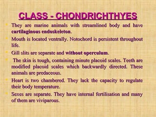 CLASS - CHONDRICHTHYESCLASS - CHONDRICHTHYES
 They are marine animals with streamlined body and haveThey are marine animals with streamlined body and have
cartilaginous endoskeletoncartilaginous endoskeleton..
 Mouth is located ventrally. Notochord is persistent throughoutMouth is located ventrally. Notochord is persistent throughout
life.life.
 Gill slits are separate andGill slits are separate and without operculumwithout operculum..
 The skin is tough, containing minute placoid scales. Teeth areThe skin is tough, containing minute placoid scales. Teeth are
modified placoid scales which backwardly directed. Thesemodified placoid scales which backwardly directed. These
animals are predaceous.animals are predaceous.
 Heart is two chambered. They lack the capacity to regulateHeart is two chambered. They lack the capacity to regulate
their body temperature.their body temperature.
 Sexes are separate. They have internal fertilisation and manySexes are separate. They have internal fertilisation and many
of them are viviparous.of them are viviparous.
 