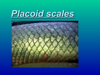 Placoid scalesPlacoid scales
 