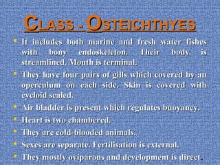 CCLASS -LASS - OOSTEICHTHYESSTEICHTHYES
 It includes both marine and fresh water fishesIt includes both marine and fresh water fishes
with bony endoskeleton. Their body iswith bony endoskeleton. Their body is
streamlined. Mouth is terminal.streamlined. Mouth is terminal.
 They have four pairs of gills which covered by anThey have four pairs of gills which covered by an
operculum on each side. Skin is covered withoperculum on each side. Skin is covered with
cycloid scaled.cycloid scaled.
 Air bladder is present which regulates buoyancy.Air bladder is present which regulates buoyancy.
 Heart is two chambered.Heart is two chambered.
 They are cold-blooded animals.They are cold-blooded animals.
 Sexes are separate. Fertilisation is external.Sexes are separate. Fertilisation is external.
 They mostly oviparous and development is directThey mostly oviparous and development is direct..
 
