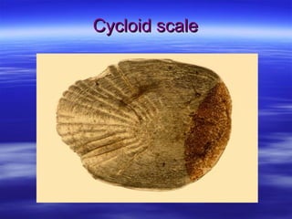 Cycloid scaleCycloid scale
 