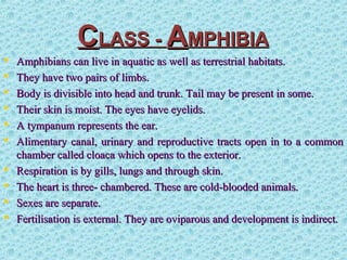 CCLASS -LASS - AAMPHIBIAMPHIBIA
 Amphibians can live in aquatic as well as terrestrial habitats.Amphibians can live in aquatic as well as terrestrial habitats.
 They have two pairs of limbs.They have two pairs of limbs.
 Body is divisible into head and trunk. Tail may be present in some.Body is divisible into head and trunk. Tail may be present in some.
 Their skin is moist. The eyes have eyelids.Their skin is moist. The eyes have eyelids.
 A tympanum represents the ear.A tympanum represents the ear.
 Alimentary canal, urinary and reproductive tracts open in to a commonAlimentary canal, urinary and reproductive tracts open in to a common
chamber called cloaca which opens to the exterior.chamber called cloaca which opens to the exterior.
 Respiration is by gills, lungs and through skin.Respiration is by gills, lungs and through skin.
 The heart is three- chambered. These are cold-blooded animals.The heart is three- chambered. These are cold-blooded animals.
 Sexes are separate.Sexes are separate.
 Fertilisation is external. They are oviparous and development is indirect.Fertilisation is external. They are oviparous and development is indirect.
 