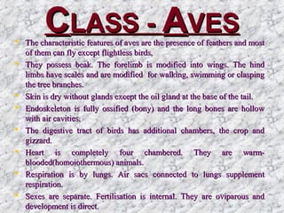 CCLASS -LASS - AAVESVES The characteristic features of aves are the presence of feathers and mostThe characteristic features of aves are the presence of feathers and most
of them can fly except flightless birds.of them can fly except flightless birds.
 They possess beak. The forelimb is modified into wings. The hindThey possess beak. The forelimb is modified into wings. The hind
limbs have scales and are modified for walking, swimming or claspinglimbs have scales and are modified for walking, swimming or clasping
the tree branches.the tree branches.
 Skin is dry without glands except the oil gland at the base of the tail.Skin is dry without glands except the oil gland at the base of the tail.
 Endoskeleton is fully ossified (bony) and the long bones are hollowEndoskeleton is fully ossified (bony) and the long bones are hollow
with air cavities.with air cavities.
 The digestive tract of birds has additional chambers, the crop andThe digestive tract of birds has additional chambers, the crop and
gizzard.gizzard.
 Heart is completely four chambered. They are warm-Heart is completely four chambered. They are warm-
blooded(homoiothermous) animals.blooded(homoiothermous) animals.
 Respiration is by lungs. Air sacs connected to lungs supplementRespiration is by lungs. Air sacs connected to lungs supplement
respiration.respiration.
 Sexes are separate. Fertilisation is internal. They are oviparous andSexes are separate. Fertilisation is internal. They are oviparous and
development is direct.development is direct.
 