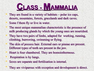 CCLASS -LASS - MMAMMALIAAMMALIA
 They are found in a variety of habitats – polar ice caps,They are found in a variety of habitats – polar ice caps,
deserts, mountains, forests, grasslands and dark caves.deserts, mountains, forests, grasslands and dark caves.
 Some f them fly or live in water.Some f them fly or live in water.
 The most unique mammalian characteristic is the presence ofThe most unique mammalian characteristic is the presence of
milk producing glands by which the young ones are nourished.milk producing glands by which the young ones are nourished.
 They have two pairs of limbs, adapted for working, running,They have two pairs of limbs, adapted for working, running,
climbing, burrowing, swimming or flying.climbing, burrowing, swimming or flying.
 The skin of possess hair. External ears or pinnae are present.The skin of possess hair. External ears or pinnae are present.
Different types of teeth are present in the jaw.Different types of teeth are present in the jaw.
 Heart is four chambered. They are homoiothermous.Heart is four chambered. They are homoiothermous.
 Respiration is by lungs.Respiration is by lungs.
 Sexes are separate and fertilisation is internal.Sexes are separate and fertilisation is internal.
 They are viviparous with exception and development is direct.They are viviparous with exception and development is direct.
 