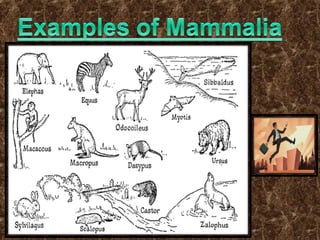 Chap 4-animal-kingdom-vishnu1