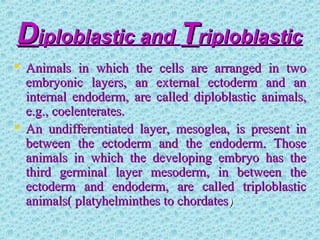 DDiploblastic andiploblastic and TTriploblasticriploblastic
 Animals in which the cells are arranged in twoAnimals in which the cells are arranged in two
embryonic layers, an external ectoderm and anembryonic layers, an external ectoderm and an
internal endoderm, are called diploblastic animals,internal endoderm, are called diploblastic animals,
e.g., coelenterates.e.g., coelenterates.
 An undifferentiated layer, mesoglea, is present inAn undifferentiated layer, mesoglea, is present in
between the ectoderm and the endoderm. Thosebetween the ectoderm and the endoderm. Those
animals in which the developing embryo has theanimals in which the developing embryo has the
third germinal layer mesoderm, in between thethird germinal layer mesoderm, in between the
ectoderm and endoderm, are called triploblasticectoderm and endoderm, are called triploblastic
animals( platyhelminthes to chordatesanimals( platyhelminthes to chordates))
 