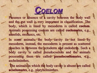 CCOELOMOELOM
 Presence or absence of a cavity between the body wallPresence or absence of a cavity between the body wall
and the gut wall is very important in classification. Theand the gut wall is very important in classification. The
body, which is lined by mesoderm is calledbody, which is lined by mesoderm is called coelomcoelom..
Animals possessing coelom are calledAnimals possessing coelom are called coelomatescoelomates, e.g.,, e.g.,
annelids, molluscs, etc.annelids, molluscs, etc.
 In some animals, the body cavity iis not lined byIn some animals, the body cavity iis not lined by
mesoderm, instead, the mesoderm is present as scatteredmesoderm, instead, the mesoderm is present as scattered
pouches in between the ectoderm and endoderm. Such apouches in between the ectoderm and endoderm. Such a
body cavity is called pseudocoelom and the animalsbody cavity is called pseudocoelom and the animals
possessing them are calledpossessing them are called pseudocoelomatespseudocoelomates, e.g.,, e.g.,
aschelminthes.aschelminthes.
 The animals in which the body cavity is absent are calledThe animals in which the body cavity is absent are called
acoelomatesacoelomates, e.g., platyhelminthes., e.g., platyhelminthes.
 