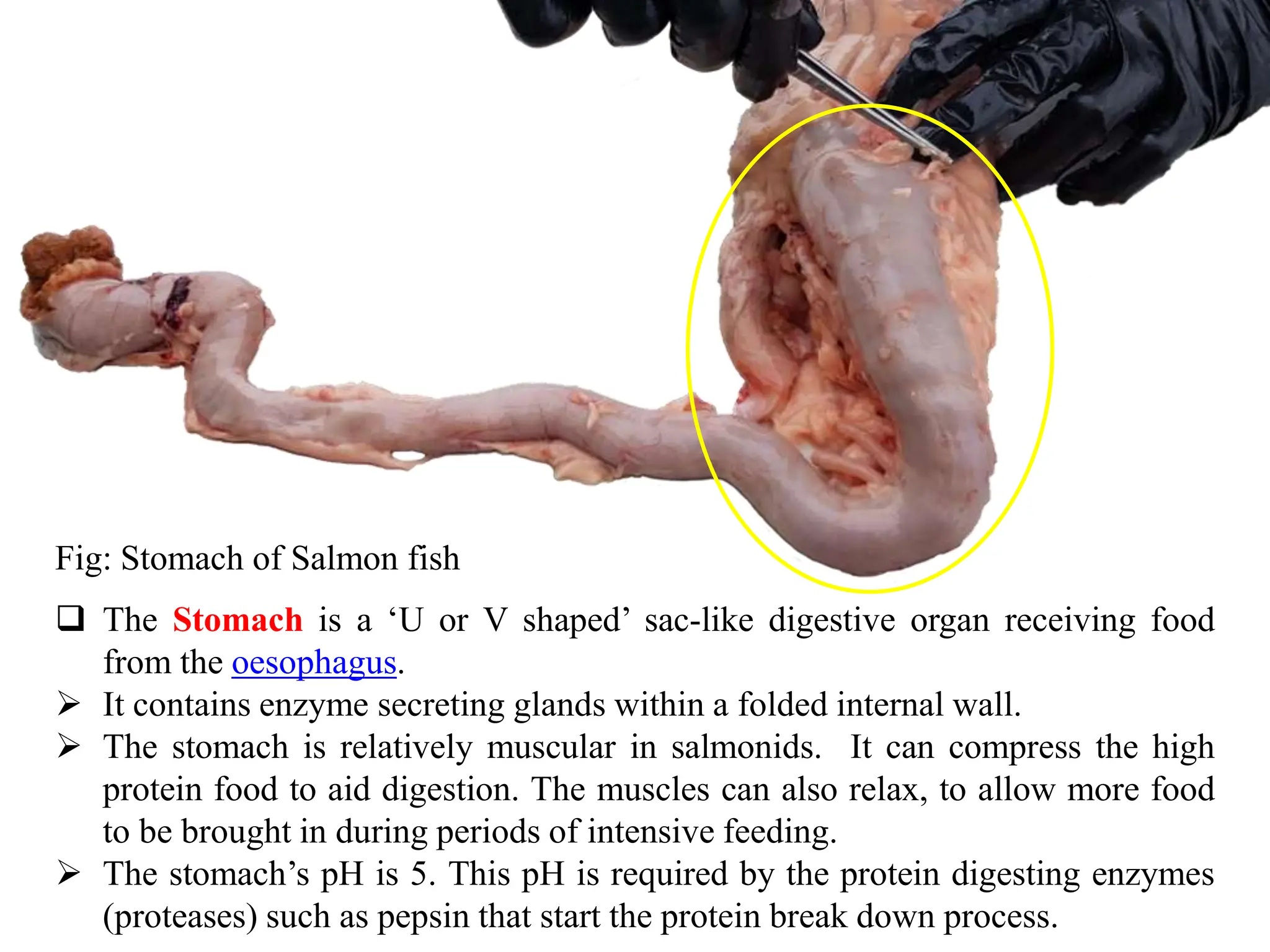 Chap-4 Anatomy and Physiology of Fish.pptx