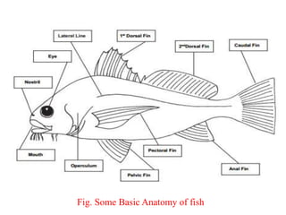 Fig. Some Basic Anatomy of fish
 