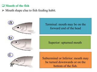  Mouth of the fish
 Mouth shape clue to fish feeding habit.
Terminal: mouth may be on the
forward end of the head
Superior: upturned mouth
Subterminal or Inferior: mouth may
be turned downwards or on the
bottom of the fish.
 
