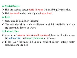  Nostril/Nares:
 Fish are used to detect odors in water and can be quite sensitive.
 Fish use smell rather than sight to locate food.
 Eyes
 Sight organs located on the head.
 The most significant is the small amount of light available in all but
the uppermost layers of water.
 Lateral Line
 A series of sensory pores (small openings) those are located along
the sides of fish that sense vibrations in the water.
 It can easily be seen in fish as a band of darker looking scales
running along the side.
 