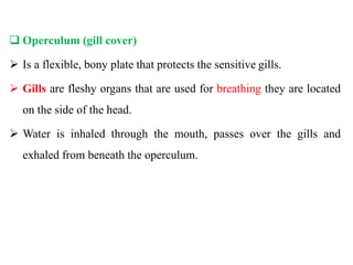  Operculum (gill cover)
 Is a flexible, bony plate that protects the sensitive gills.
 Gills are fleshy organs that are used for breathing they are located
on the side of the head.
 Water is inhaled through the mouth, passes over the gills and
exhaled from beneath the operculum.
 