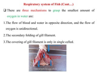 Respiratory system of Fish (Cont…)
 There are three mechanisms to grasp the smallest amount of
oxygen in water are:
1.The flow of blood and water in opposite direction, and the flow of
oxygen is unidirectional.
2.The secondary folding of gill filament.
3.The covering of gill filament is only in single celled.
 