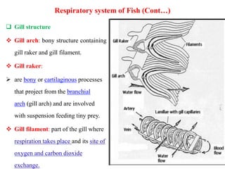 Respiratory system of Fish (Cont…)
 Gill structure
 Gill arch: bony structure containing
gill raker and gill filament.
 Gill raker:
 are bony or cartilaginous processes
that project from the branchial
arch (gill arch) and are involved
with suspension feeding tiny prey.
 Gill filament: part of the gill where
respiration takes place and its site of
oxygen and carbon dioxide
exchange.
 
