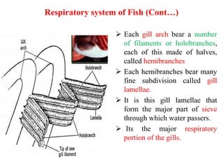 Respiratory system of Fish (Cont…)
 Each gill arch bear a number
of filaments or holobranches,
each of this made of halves,
called hemibranches
 Each hemibranches bear many
fine subdivision called gill
lamellae.
 It is this gill lamellae that
form the major part of sieve
through which water passers.
 Its the major respiratory
portion of the gills.
 