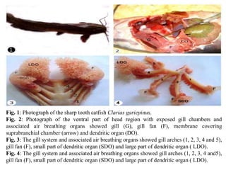 Fig. 1: Photograph of the sharp tooth catfish Clarias gariepinus.
Fig. 2: Photograph of the ventral part of head region with exposed gill chambers and
associated air breathing organs showed gill (G), gill fan (F), membrane covering
suprabranchial chamber (arrow) and dendritic organ (DO).
Fig. 3: The gill system and associated air breathing organs showed gill arches (1, 2, 3, 4 and 5),
gill fan (F), small part of dendritic organ (SDO) and large part of dendritic organ ( LDO).
Fig. 4: The gill system and associated air breathing organs showed gill arches (1, 2, 3, 4 and5),
gill fan (F), small part of dendritic organ (SDO) and large part of dendritic organ ( LDO).
 