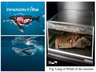 Fig: Lung of Whale at the musium
 