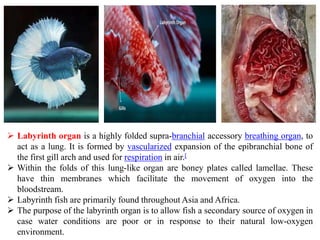  Labyrinth organ is a highly folded supra-branchial accessory breathing organ, to
act as a lung. It is formed by vascularized expansion of the epibranchial bone of
the first gill arch and used for respiration in air.[
 Within the folds of this lung-like organ are boney plates called lamellae. These
have thin membranes which facilitate the movement of oxygen into the
bloodstream.
 Labyrinth fish are primarily found throughout Asia and Africa.
 The purpose of the labyrinth organ is to allow fish a secondary source of oxygen in
case water conditions are poor or in response to their natural low-oxygen
environment.
 