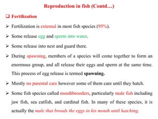 Reproduction in fish (Contd…)
 Fertilization
 Fertilization is external in most fish species (95%).
 Some release egg and sperm into water.
 Some release into nest and guard there.
 During spawning, members of a species will come together to form an
enormous group, and all release their eggs and sperm at the same time.
This process of egg release is termed spawning.
 Mostly no parental care however some of them care until they hatch.
 Some fish species called mouthbrooders, particularly male fish including
jaw fish, sea catfish, and cardinal fish. In many of these species, it is
actually the male that broods the eggs in his mouth until hatching.
 