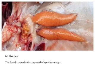  Ovaries
The female reproductive organ which produces eggs.
Gills
 