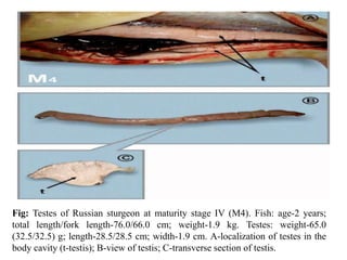 Fig: Testes of Russian sturgeon at maturity stage IV (M4). Fish: age-2 years;
total length/fork length-76.0/66.0 cm; weight-1.9 kg. Testes: weight-65.0
(32.5/32.5) g; length-28.5/28.5 cm; width-1.9 cm. A-localization of testes in the
body cavity (t-testis); B-view of testis; C-transverse section of testis.
 