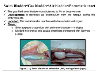 Chap-4 Anatomy and Physiology of Fish.pptx