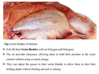 Chap-4 Anatomy and Physiology of Fish.pptx