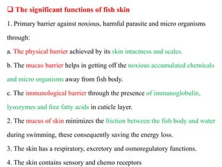  The significant functions of fish skin
1. Primary barrier against noxious, harmful parasite and micro organisms
through:
a. The physical barrier achieved by its skin intactness and scales.
b. The mucus barrier helps in getting off the noxious accumulated chemicals
and micro organisms away from fish body.
c. The immunological barrier through the presence of immunoglobulin,
lysozymes and free fatty acids in cuticle layer.
2. The mucus of skin minimizes the friction between the fish body and water
during swimming, these consequently saving the energy loss.
3. The skin has a respiratory, excretory and osmoregulatory functions.
4. The skin contains sensory and chemo receptors
 