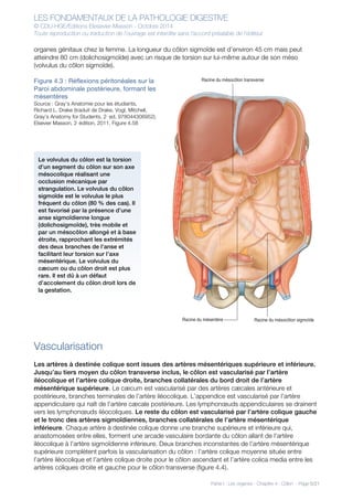 LES FONDAMENTAUX DE LA PATHOLOGIE DIGESTIVE
© CDU-HGE/Editions Elesevier-Masson - Octobre 2014
Toute reproduction ou traduction de l’ouvrage est interdite sans l’accord préalable de l’éditeur
Partie I : Les organes - Chapitre 4 : Côlon - Page 5/21
organes génitaux chez la femme. La longueur du côlon sigmoïde est d’environ 45 cm mais peut
atteindre 80 cm (dolichosigmoïde) avec un risque de torsion sur lui-même autour de son méso
(volvulus du côlon sigmoïde).
Figure 4.3 : Réflexions péritonéales sur la
Paroi abdominale postérieure, formant les
mésentères
Source : Gray’s Anatomie pour les étudiants,
Richard L. Drake (traduit de Drake, Vogl, Mitchell,
Gray’s Anatomy for Students, 2nd
ed, 978044306952).
Elsevier Masson, 2e
édition, 2011. Figure 4.58
Vascularisation
Les artères à destinée colique sont issues des artères mésentériques supérieure et inférieure.
Jusqu’au tiers moyen du côlon transverse inclus, le côlon est vascularisé par l’artère
iléocolique et l’artère colique droite, branches collatérales du bord droit de l’artère
mésentérique supérieure. Le cæcum est vascularisé par des artères cæcales antérieure et
postérieure, branches terminales de l’artère iléocolique. L’appendice est vascularisé par l’artère
appendiculaire qui naît de l’artère cæcale postérieure. Les lymphonœuds appendiculaires se drainent
vers les lymphonœuds iléocoliques. Le reste du côlon est vascularisé par l’artère colique gauche
et le tronc des artères sigmoïdiennes, branches collatérales de l’artère mésentérique
inférieure. Chaque artère à destinée colique donne une branche supérieure et inférieure qui,
anastomosées entre elles, forment une arcade vasculaire bordante du côlon allant de l’artère
iléocolique à l’artère sigmoïdienne inférieure. Deux branches inconstantes de l’artère mésentérique
supérieure complètent parfois la vascularisation du côlon : l’artère colique moyenne située entre
l’artère iléocolique et l’artère colique droite pour le côlon ascendant et l’artère colica media entre les
artères coliques droite et gauche pour le côlon transverse (figure 4.4).
Racine du mésocôlon transverse
Racine du mésocôlon sigmoïdeRacine du mésentère
Le volvulus du côlon est la torsion
d’un segment du côlon sur son axe
mésocolique réalisant une
occlusion mécanique par
strangulation. Le volvulus du côlon
sigmoïde est le volvulus le plus
fréquent du côlon (80 % des cas). Il
est favorisé par la présence d’une
anse sigmoïdienne longue
(dolichosigmoïde), très mobile et
par un mésocôlon allongé et à base
étroite, rapprochant les extrémités
des deux branches de l’anse et
facilitant leur torsion sur l’axe
mésentérique. Le volvulus du
cæcum ou du côlon droit est plus
rare. Il est dû à un défaut
d’accolement du côlon droit lors de
la gestation.
 