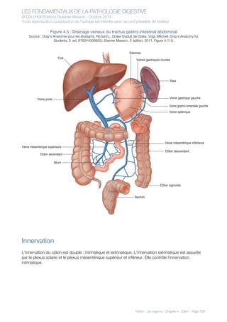 LES FONDAMENTAUX DE LA PATHOLOGIE DIGESTIVE
© CDU-HGE/Editions Elesevier-Masson - Octobre 2014
Toute reproduction ou traduction de l’ouvrage est interdite sans l’accord préalable de l’éditeur
Partie I : Les organes - Chapitre 4 : Côlon - Page 7/21
Figure 4.5 : Drainage veineux du tractus gastro-intestinal abdominal
Source : Gray’s Anatomie pour les étudiants, Richard L. Drake (traduit de Drake, Vogl, Mitchell, Gray’s Anatomy for
Students, 2nd
ed, 978044306952). Elsevier Masson, 2e
édition, 2011. Figure 4.119.
Innervation
L’innervation du côlon est double : intrinsèque et extrinsèque. L’innervation extrinsèque est assurée
par le plexus solaire et le plexus mésentérique supérieur et inférieur. Elle contrôle l’innervation
intrinsèque.
Foie
Iléum
Rate
Veine mésentérique supérieure
Veine mésentérique inférieure
Veine gastrique gaucheVeine porte
Côlon sigmoïde
Rectum
Estomac
Veines gastriques courtes
Côlon descendant
Côlon ascendant
Veine splénique
Veine gastro-omentale gauche
 