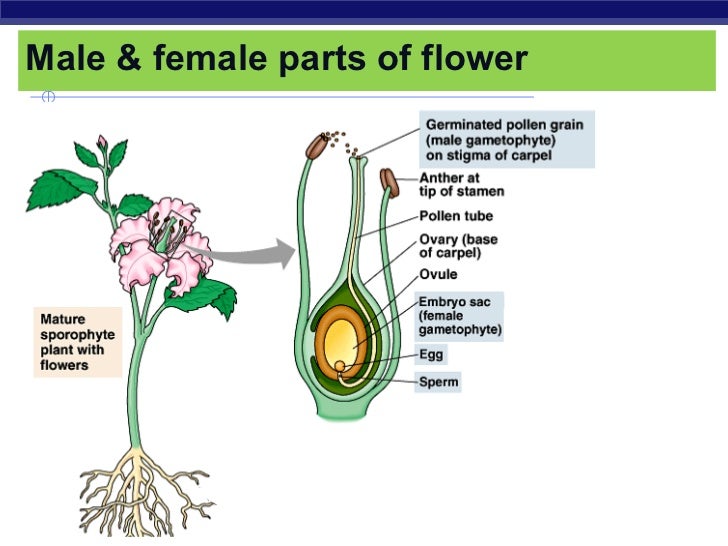 Chap. 4 plant reproduction final
