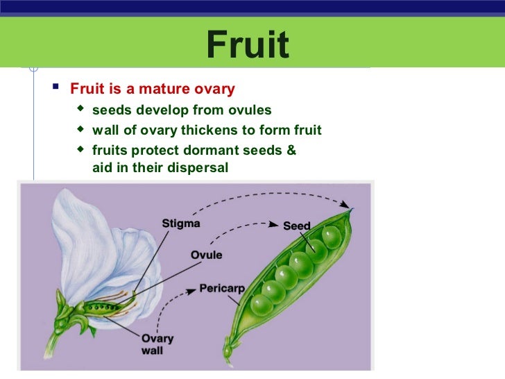 Chap. 4 plant reproduction final
