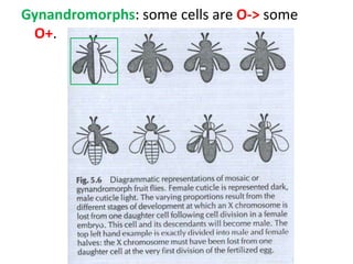 DrosophilaMosaic Flies(Hotta 1976) are genetically different in different parts of their body. E.g. Gynandromorphs: some cells are O-> some O+. 